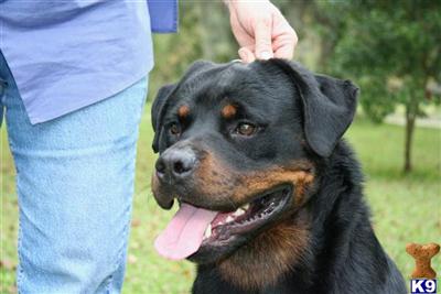 Stud Dogs - Rottweiler